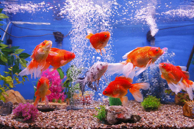 Is it necessary to develop Tanks fish Utah? Enter here to know more! post thumbnail image