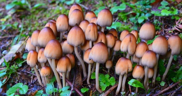Facts about magic mushroom post thumbnail image