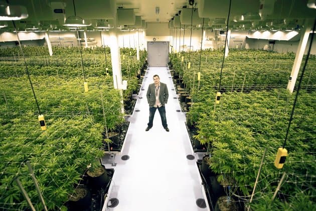 See how Cannabis Real Estate may be of benefit post thumbnail image