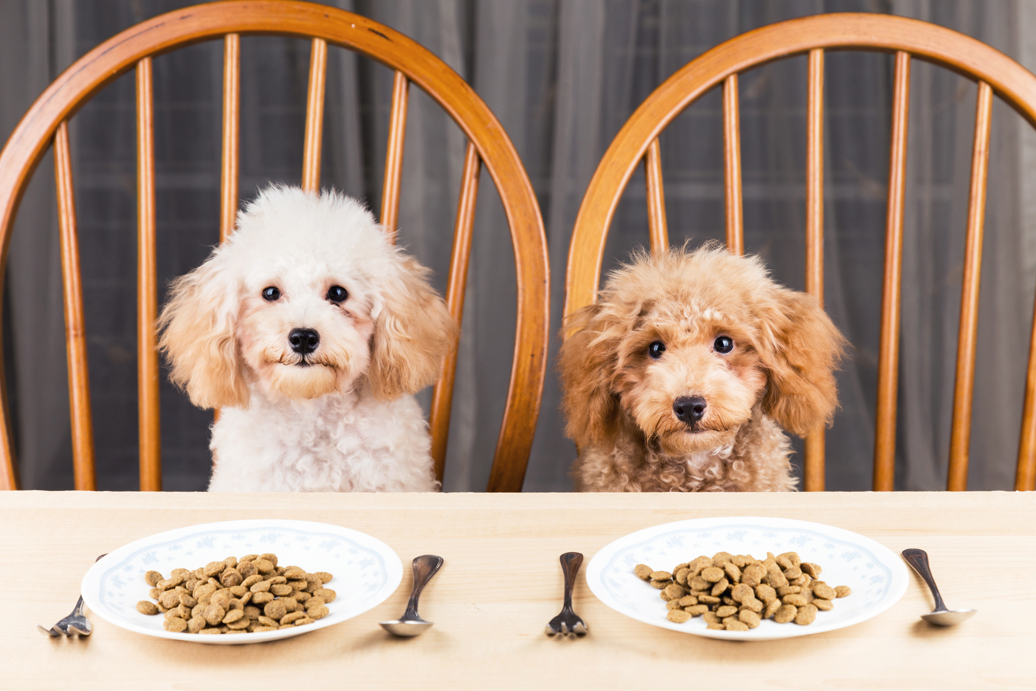 What are the best brands of dog food on the market? post thumbnail image