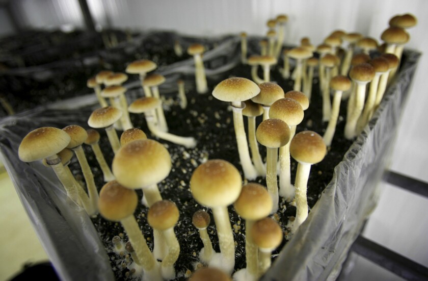 Magic Mushrooms: A New Way to Treat Depression? post thumbnail image