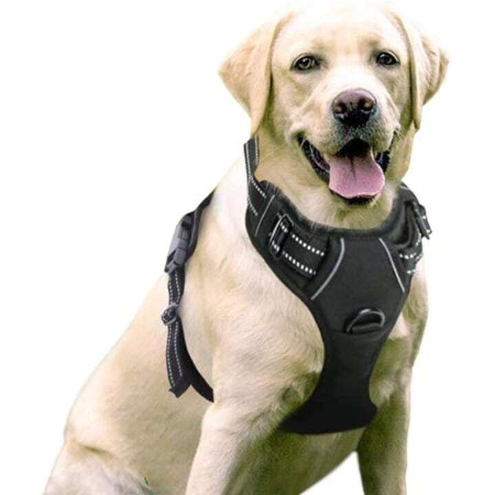 The Best Way to Use a No Pull Dog Harness: A Step-by-Step Guide post thumbnail image