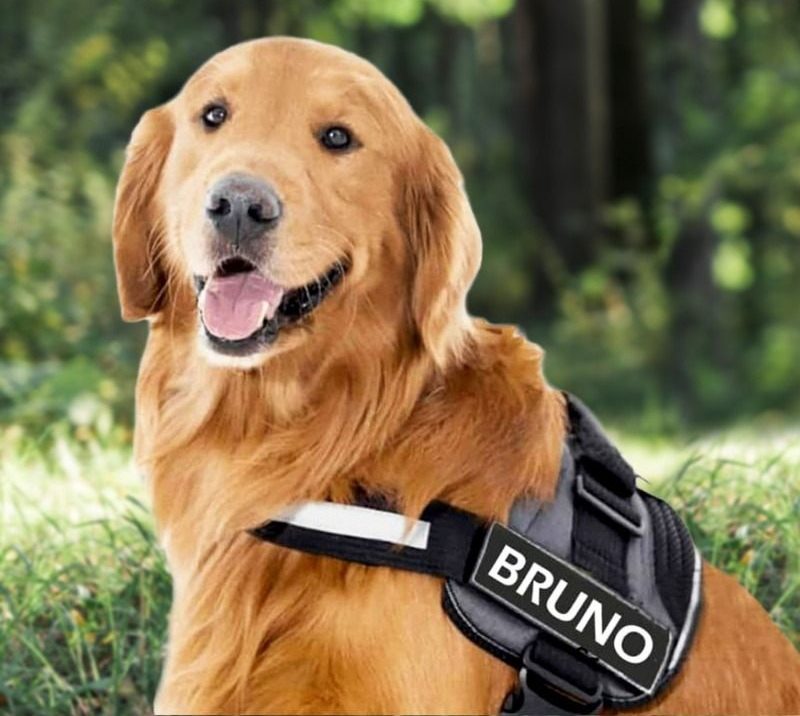 Get a complete service of personalized dog harness post thumbnail image