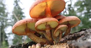 For What Purpose Magic Mushrooms Are Used for? post thumbnail image