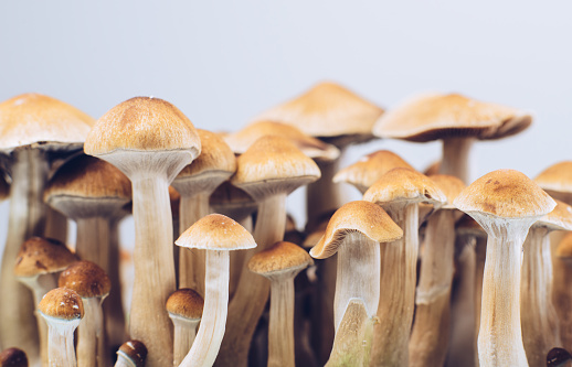 Learn what the benefits of magic mushrooms in Canada are post thumbnail image