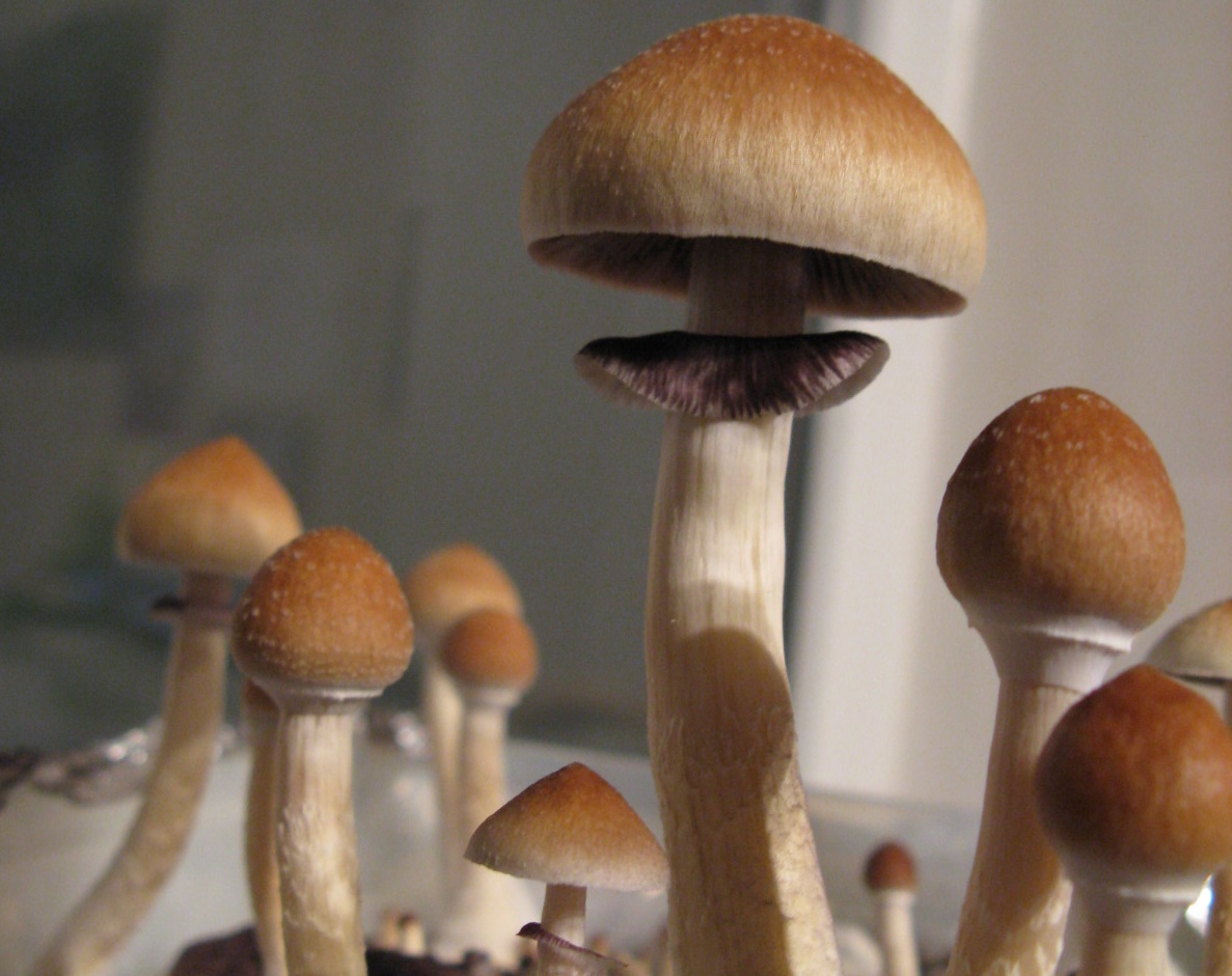 What to know regarding the uses of your outdoors mushroom versions post thumbnail image