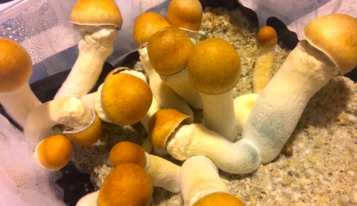 There are actually multiple results that folks perceive when they ingest magic mushrooms Toronto post thumbnail image