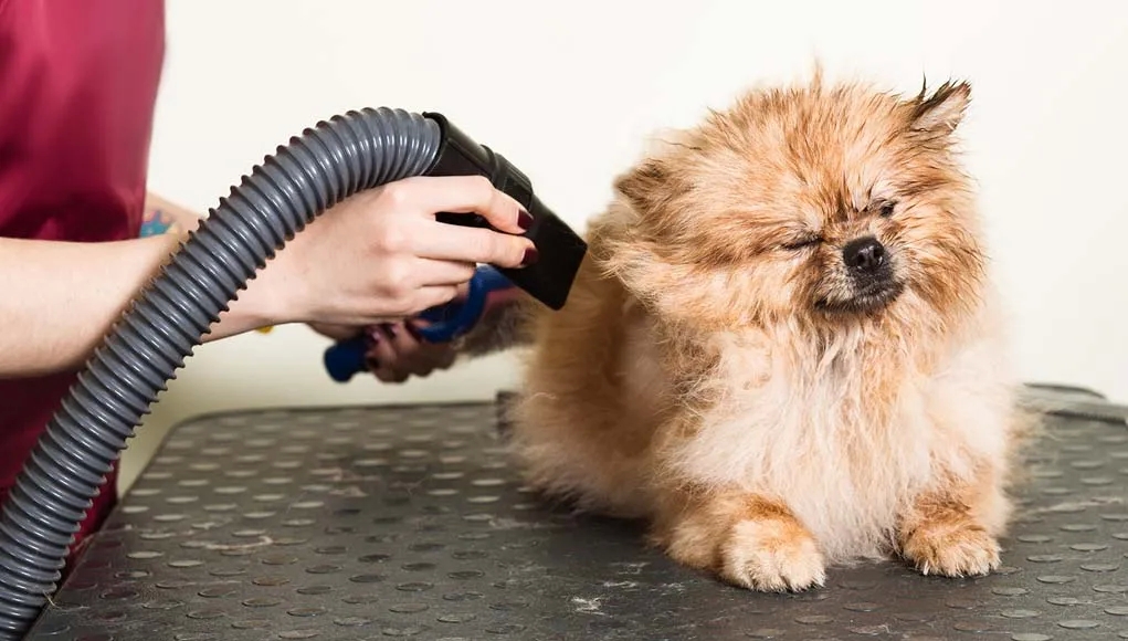 Discover what will be the charges that affect the dog blow dryers post thumbnail image